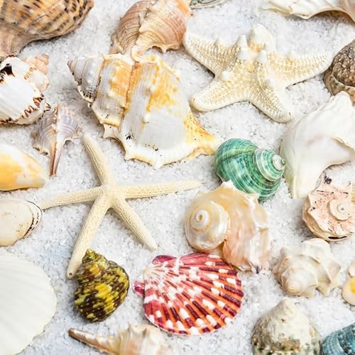 500G Shell Conch Ocean Decor Fish Tank Decor Natural Shells Crafts Aquarium Conch Ocean Shells Kit,Various Sizes Natural Seashells Starfish for Fish Tank.