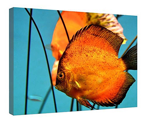 Toile poisson orange cadre en bois tableau prêt à accrocher