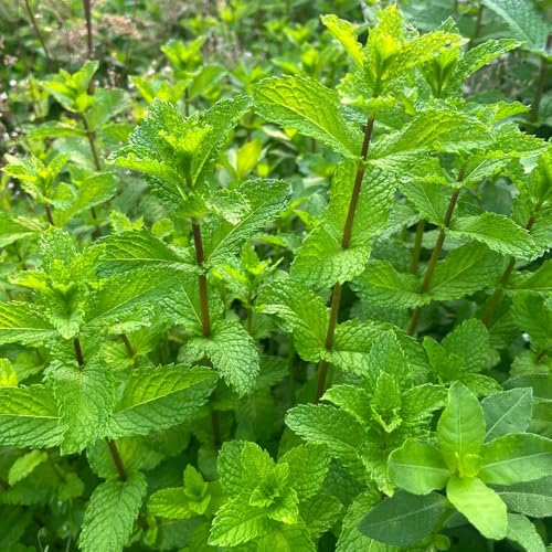 semillas de menta - perenne resistente decorativas jardín orgánicas interior 850pcs