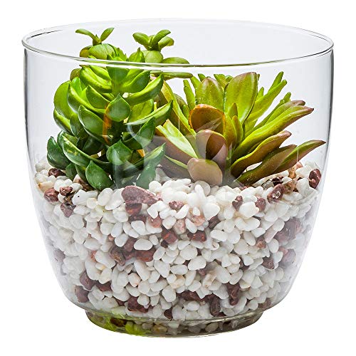 Succulents in glass vases A Beginner Guide Succulents Plants