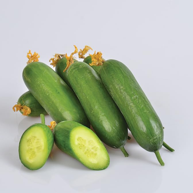 Mini Cucumber Plants - F1 Mini Munch - 3 x 9cm Pot Vegetable Plants by Gardeners Kitchen