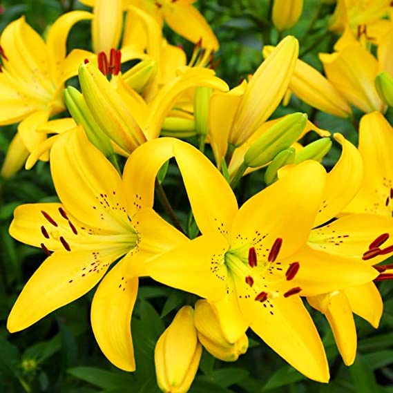 Asiatic lily Flower Bulbs for Home Gardening & Winter Season (100 Bulbs