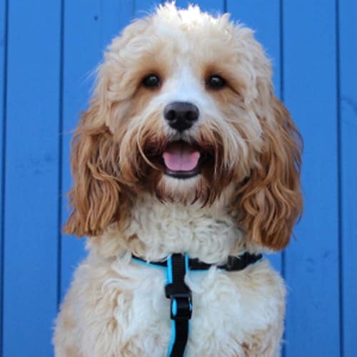 Miniatura 8 de Animology Champú Perros Cuerpo Perro 8.5 fl oz