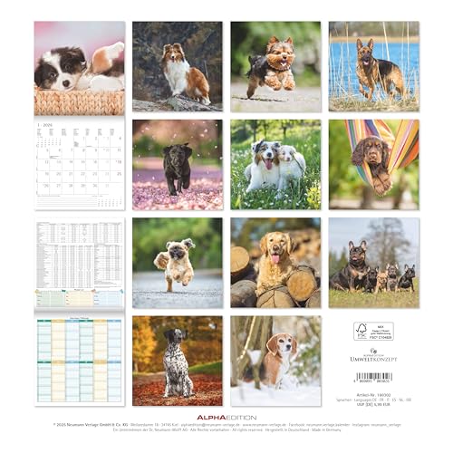 Alpha Edition - Hunde Kalender 2026 – Wandkalender 30x30 cm für Hundeliebhaber – 6-sprachiges Kalendarium mit Feiertagen & Ferienterminen, Monatsübersichten & viel Platz für Notizen, Ringbindung: Dogs
