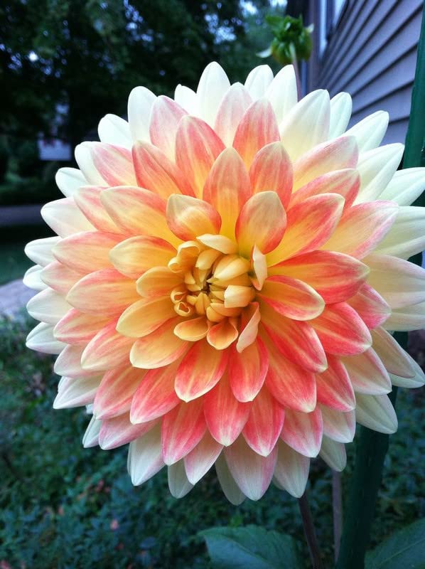 Radha Krishna Agriculture® Draft Dahlia Triangularis mix colour Flower Bulbs For Outdoor And Indoor Gardening Pack of 3 Bulb (B0B3X8WDRF) Amazon Price History, Amazon Price Tracker