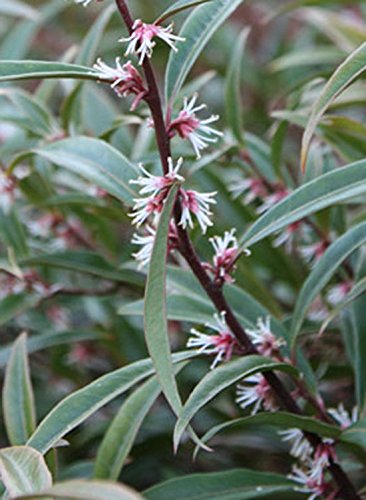 Sarcococca confusa 'Purple Stem' 15cm Pot Size