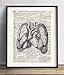 Lungs Illustration Anatomy Vintage Upcycled Dictionary Art Print 8x10