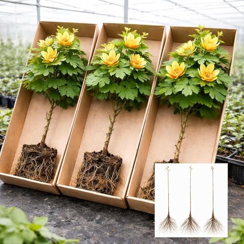Tulip Poplar Live Tree Plants for Growing – Liriodendron tulipifera – Fast Growing Shade Trees with Tulip Flowers – Bare Root Trees for Planting Outdoors (2 Trees)