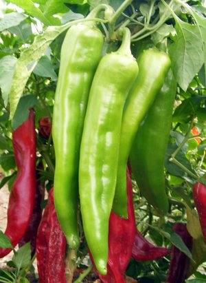 Pepper Chilli Long Achari, 50 Seeds Hybrid by Seedscare (B01DR0SHKO) Amazon Price History, Amazon Price Tracker