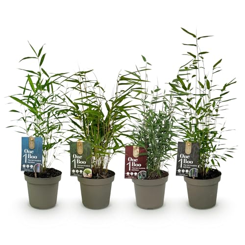 GreenboutiQ - Bambus - Fargesia mix Rainbow - Schwarz, Rot, Blau und Grün - 4 Pflanzen - Immergrün - Nicht Ausbreitend - Topf 14cm Höhe 35cm