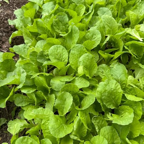 I semi di Pak Choi sono resistenti all'inverno, perenni senape cinese biologici, varietà antiche decorative balcone, 800pcs