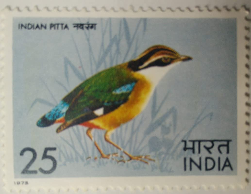 Buy Indian Pitta. Bird, Indian Pitta, Pitta Brachyura, Passerine, 25 P
