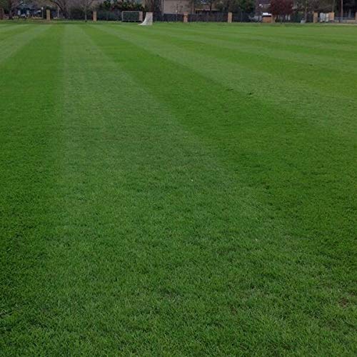 Annual Ryegrass Seed By Eretz - Willamette Valley, Oregon Grown. No Fillers, No Weed Or Other Crop Seeds (1Lb) #TOP1