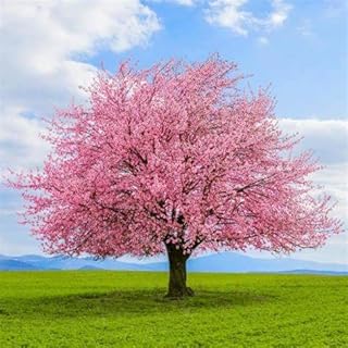 50 Pcs Cherry Tree Seeds, Home Garden Decoration | Sakura Seeds Japanese Cherry Blossoms Bonsai Tree Flowers for Planting