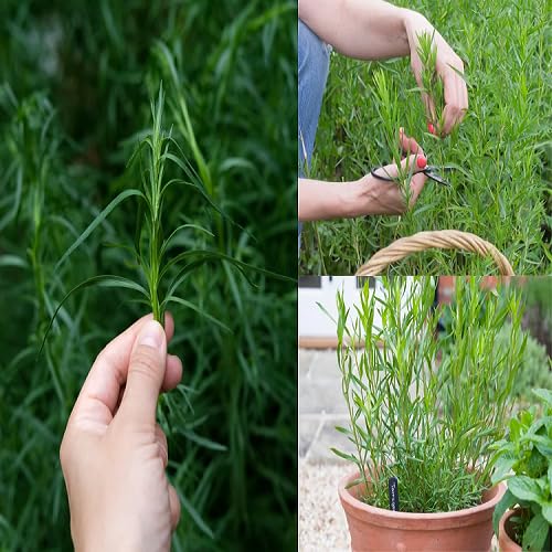 100Pcs Green Tarragon Plant Seeds