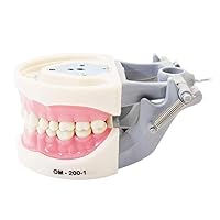Vista 3 de Modelo de dientes Typodont, con dientes extraíbles, compatible con Kilgore Nissin para enseñanza, estudio
