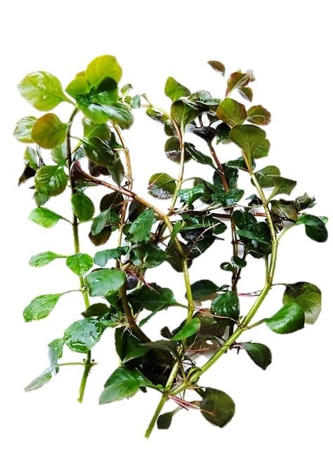 FLORATICA Β¦ Ludwigia Palustris 'Green' Live Aquarium Plants Tropical Fish Tank Shrimp Safe Snail Free (5)