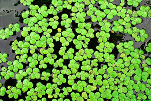 4000 Duckweed Live Plants For Aquarium, Aquatic Plant Live #TOP1