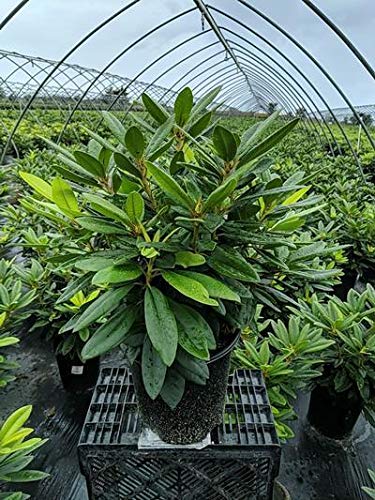 Rhododendron Passion