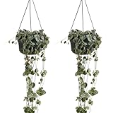 ceropegia woodii f. variegata PURIFICADOR DE AIRE Y APTO PARA MASCOTAS: Purifica el aire y no es tóxico para mascotas ni niños. Seguro, fácil de cuidar y elegante.