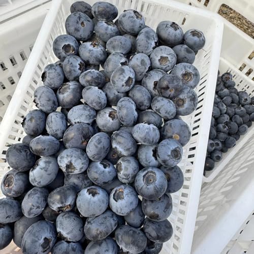 Semillas de arándanos, semillas de arándano semillas de balcón 100pcs