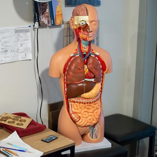 MonMed Human Torso Model – Life Size Human Body Model Anatomy Doll with Removable Organs 3D Human Organ Model