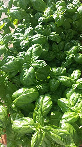 BASILICO ITALIANO CLASSICO MULTISEM PILLOLATO NR.100 PILLOLE