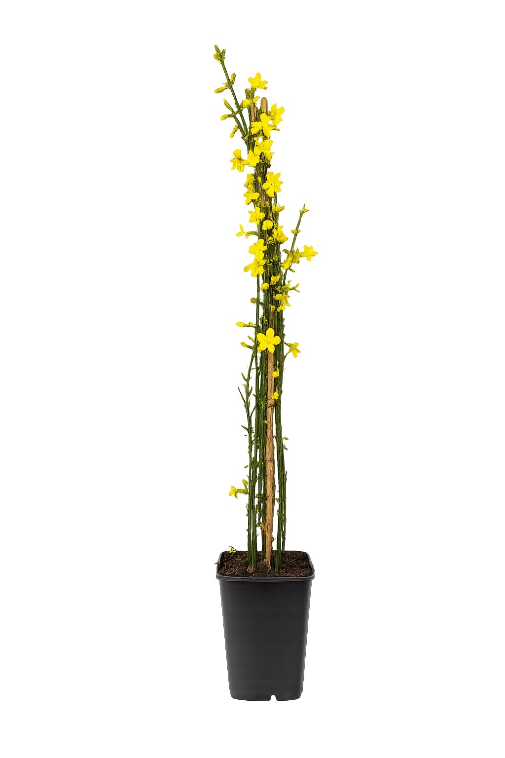 Winterjasmin Pflanze 60-70 cm (Jasminum nudiflorum)  Winterharte  Gartenpflanze, Gelbe Blten, Ideal fr Rankgitter, Balkon & Terrasse :  Amazon.de: Garten