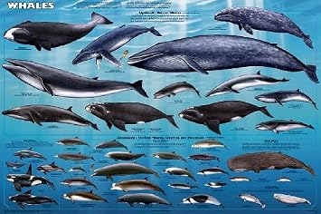 Picture Peddler Whales Sealife Mammals Educational Science Ocean Class Chart Print Poster 24x36
