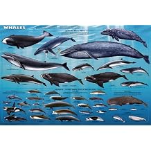 Picture Peddler Whales Sealife Mammals Educational Science Ocean Class Chart Print Poster 24x36