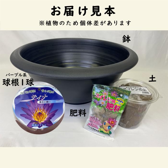 ニ*ノ様 Thailand Creator 熱帯睡蓮　株分け苗　お盆頃発送予定 ニ*ノ様 Thailand Creator 熱帯睡蓮 株分け苗 お盆頃発送予定