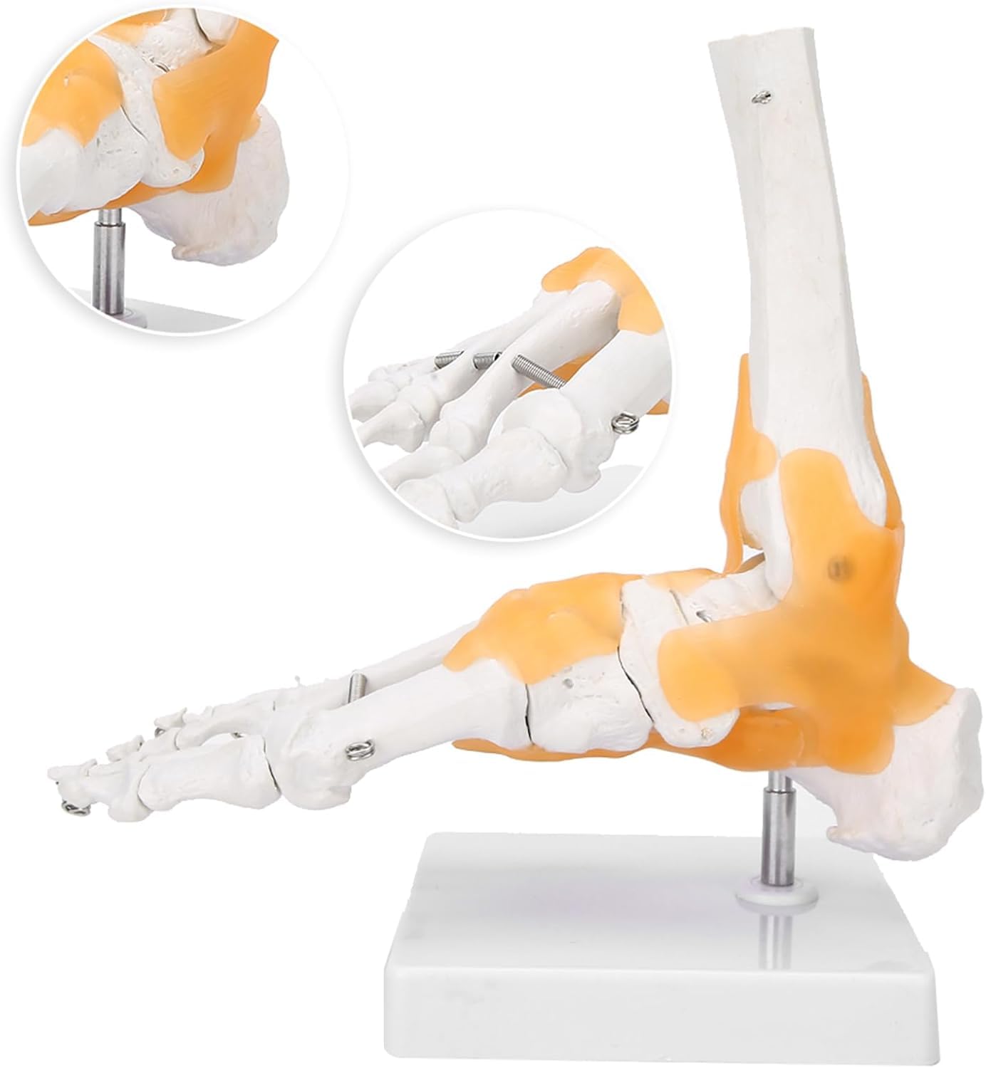 Modelo de pie anatómico humano de tamaño natural – Modelo de esqueleto de pie con ligamentos flexibles for estudio educativo de anatomía