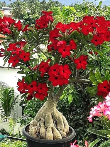 Image of Adenium Live Plant with Pot | Desert Rose Flowering Bonsai Plant for Home Garden Balcony | Beautiful Ornamental Flower Plant for Indoor Outdoor Decoration a€ inch Pack of 1
