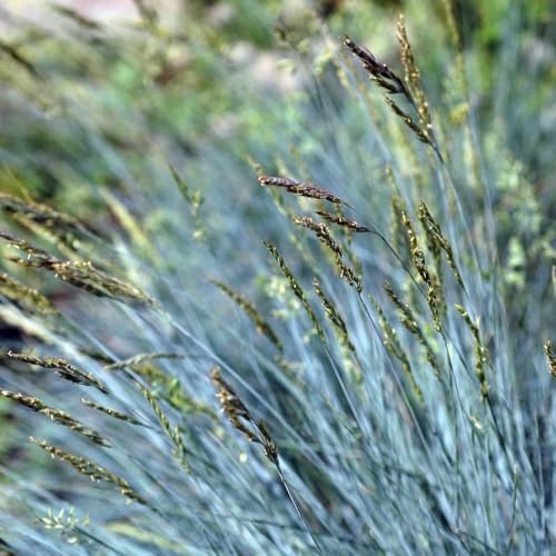 Prairie Blue Fescue Ornamental Grass with Striking Blue Grey Foliage Clumping Hardy Low Maintenance Borders Rockeries Containers Easy Grow Year Round Decorative 1x Seed Packet by Thompson and Morgan
