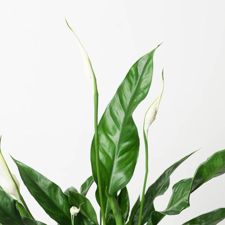 Image of ECO BLOOM Pink Peace Lily (Spathiphyllum) Live Indoor Flowering Plant with Pot | Air Purifying Houseplant for Home, Office & Living Room Decor