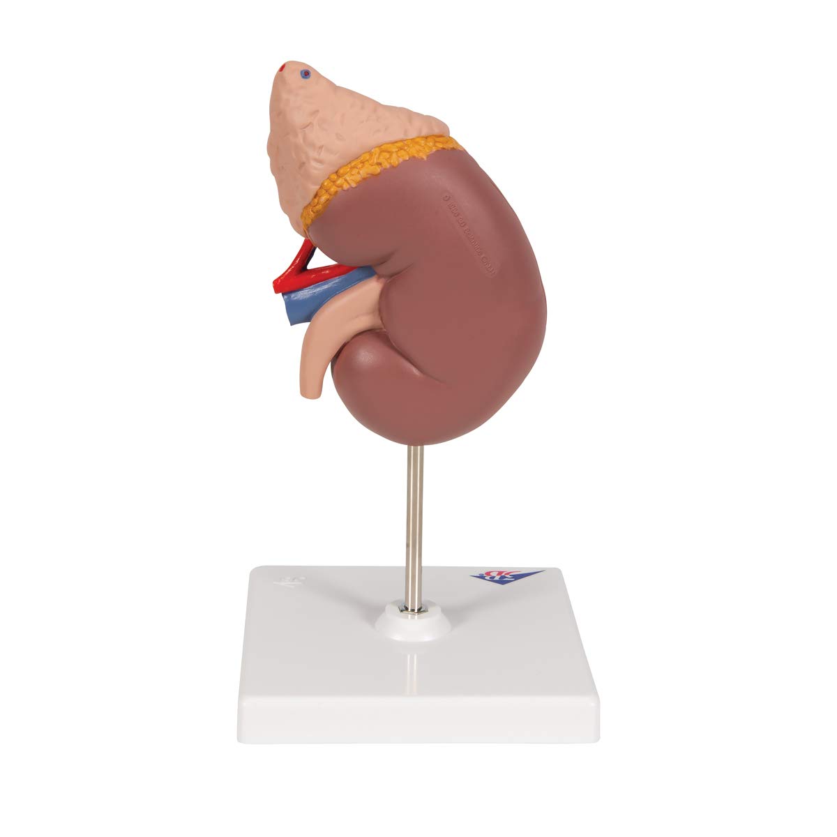3B Scientific Menschliche Anatomie - Nierenmodell mit Nebenniere + kostenlose Anatomie App - 3B Smart Anatomy, K12