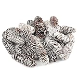 24 Stück Kiefernzapfen in Schneeoptik