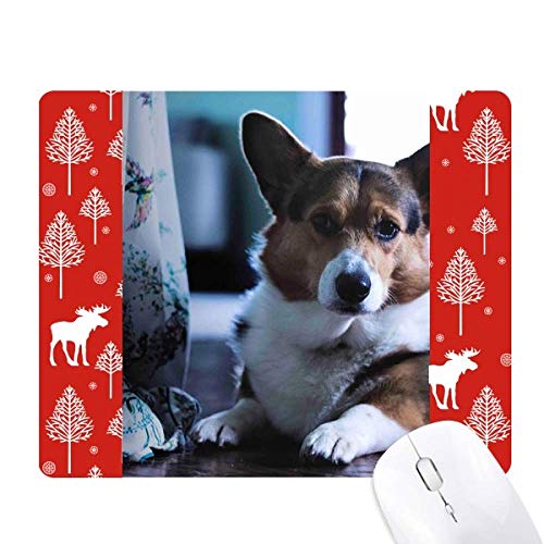 Corgi chien forêt noël fini les décors vus et revus avec la souris