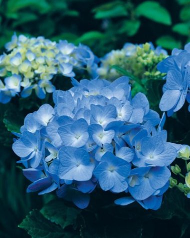 Um jardim perto do mar (livros de laboratório)