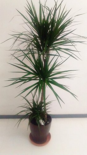 Amazon｜ドラセナ・コンシンネ 8号鉢 観葉植物 インテリア マジナータ