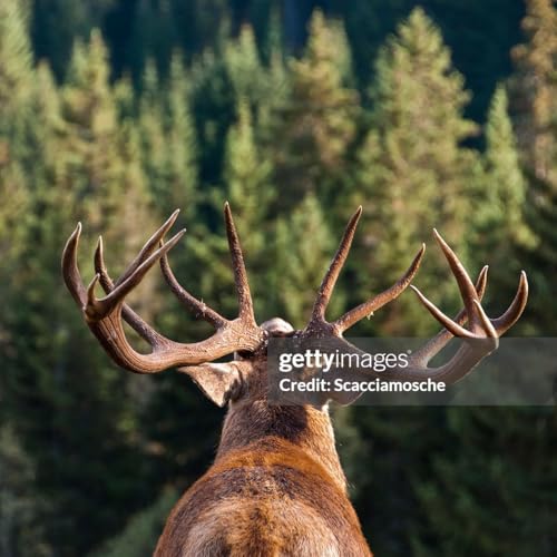 Page de couverture de The Costs of Outdoor Poaching