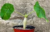 Jatropha Podagrica Buddha Belly Live Plant, 4 Inch, Bare Root by Exotic-Succulent-Collection