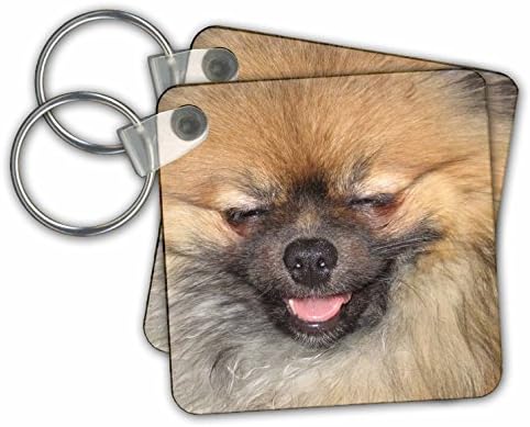 3dRose Pomeranian Dogs Animal Photography Pets Key Chains, Set of 2 (kc_29328_1) image 2
