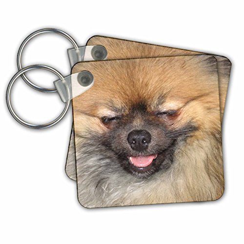 3dRose Pomeranian Dogs Animal Photography Pets Key Chains, Set of