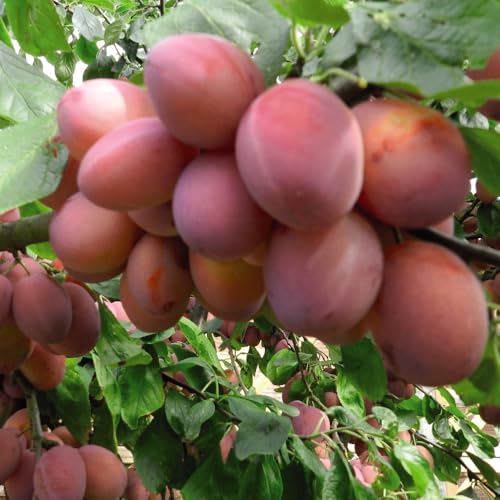 Plum (Prunus) Opal Self-Fertile Dessert Plum Small Yellow Fruits Red Flush Excellent Gage Flavour 1x 5 Litre Pot by Thompson and Morgan