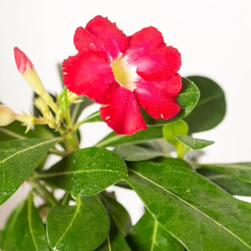 Miniatura 7 de Planta viva de rosa roja del desierto, 4-7 pulgadas de alto, Adenium Obesum Bien Arraigada para exhibiciones en interiores y exteriores
