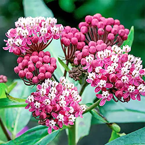 QAUZUY GARDEN 100 Rose Swamp Milkweed Silkweed (Rose Milkflower) Seeds, Fragrant & Beautiful, Non-GMO Heirloom Flower Seeds for Garden Outdoor, Attract Pollinators - Thumbnail 2