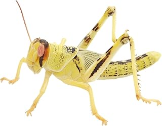Desert Locusts Subadult Pack of 50 | Feed Insects Live | Feed Animals for Reptiles, Birds product image