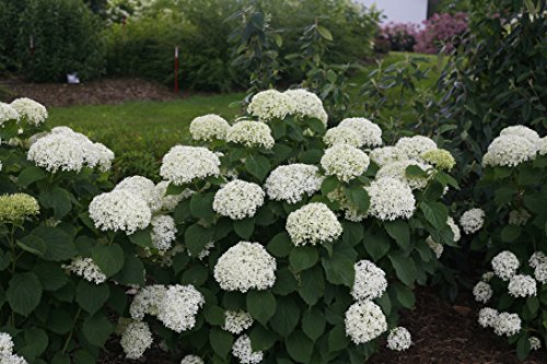 Invincibelle Limetta Smooth Hydrangea, Live Shrub, Green-White Flowers, 4.5 In. Quart #TOP3
