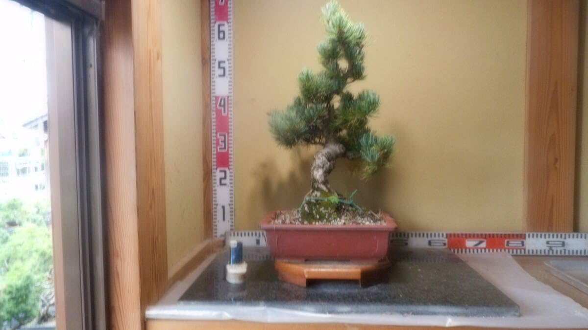 宮島五葉松盆栽 8-9-2 宮島五葉松 中品盆栽 樹齢25年の一点